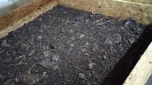 Чёрная львинка в Крыму. Обзор ящика для выращивания личинки.