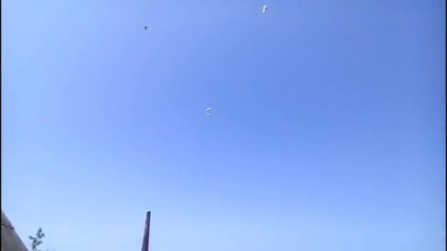 Моё старое видео, 6 лет назад. Вертуны, турманы, падуны. смотреть онлайн