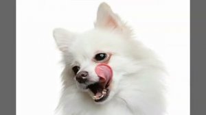 6 ПРИЧИН КУПИТЬ СОБАКУ ПОРОДАЙ ШПИЦ. СЧАСТЛИВЫЙ ШПИЦ. ВСЁ О ПОРОДЕ ШПИЦ.