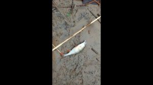 Сигнализатор поклёвки Сойка 4