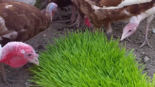 Feeding Sprouts смотреть онлайн