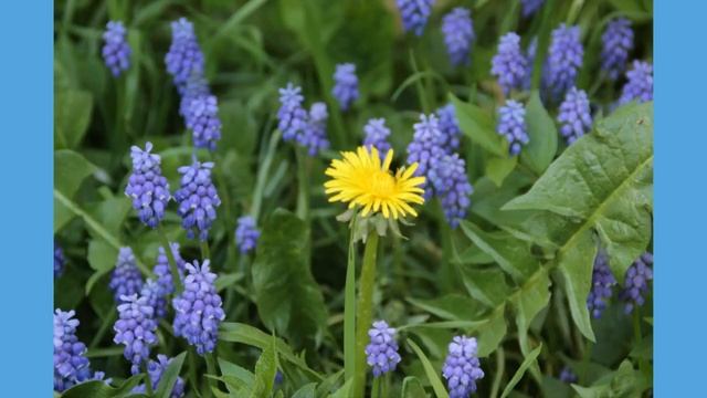 Квітучі рослини весни. Сині і фіолетові квіти (29 видів)