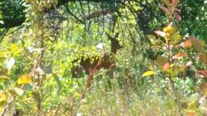 Неожиданные встречи на природе. ЛНР-2024