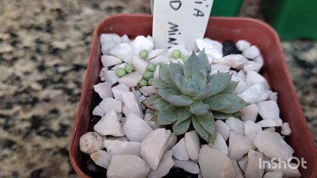 Echevéria Yamatomini e outras três espécies mini aqui do meu jardim ! смотреть онлайн