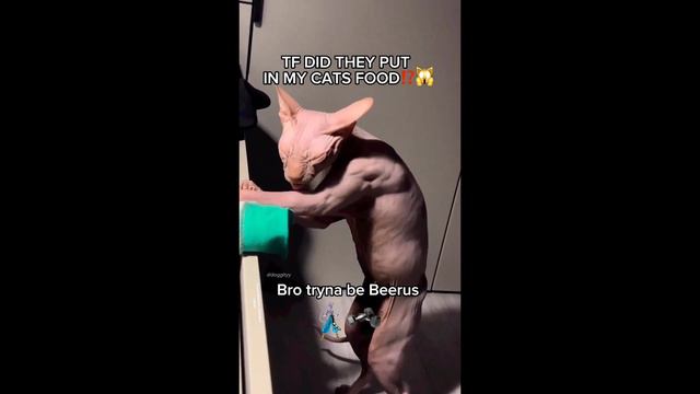 you laugh you lose, but you will definitely lose смотреть онлайн