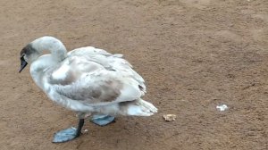 Красивый молодой лебедь какает перед купанием.  A beautiful young swan poops before bathing.