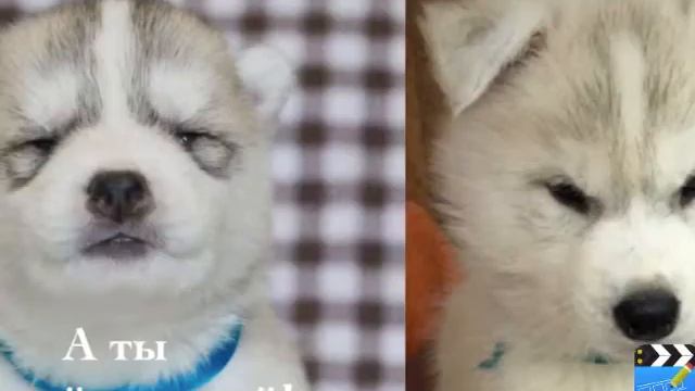 Прощальный клип с Хасятами в Херсоне ( Не говорим "Прощай!", говорим "До новых встреч!" ) смотреть онлайн