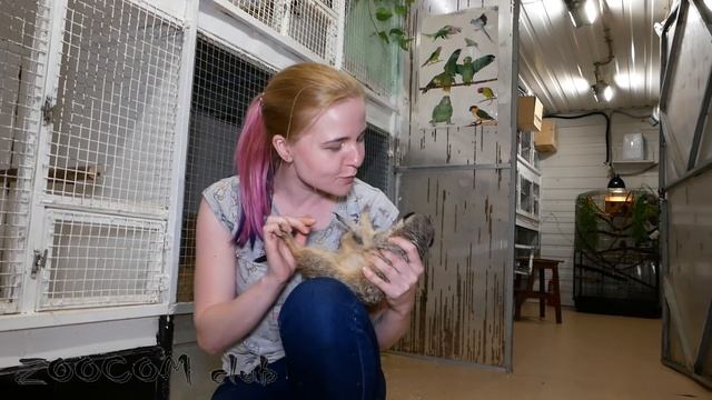 Сурикатам Пряне и Зяме исполняется ТРИ года смотреть онлайн