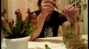 Размножение саррацений  (укоренение ловушек)