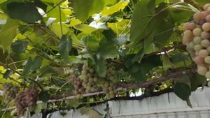 Шпалера для винограду "Крило" (Г-образна)