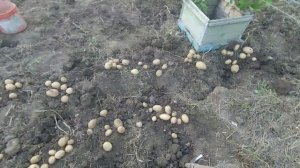 Картофель Аризона