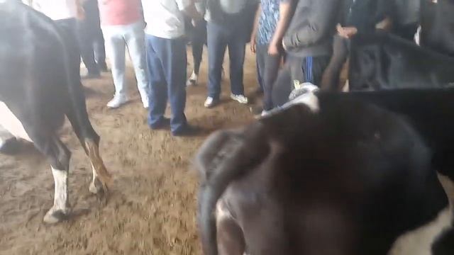 Нархи Говхо дар мол бозори Худжанд (29.09.2019)