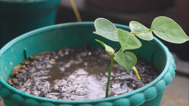 How To Germinate Pterocarpus Indicus | Narra Tree | PH смотреть онлайн