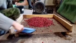 Как почистить сушёный шиповник?! Самый простой способ. Чищу ягоду вентилятором и феном.