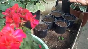 КАК Черенковать ГЕРАНЬ СУПЕР ПРОСТОЙ СПОСОБ?как размножать Пеларгонию.mp4