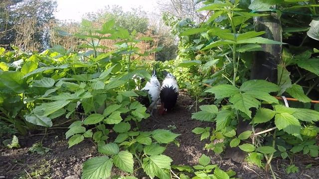 Lakenfelder смотреть онлайн