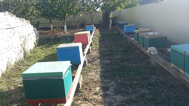 Пчелопакеты и матки на 2024 год смотреть онлайн