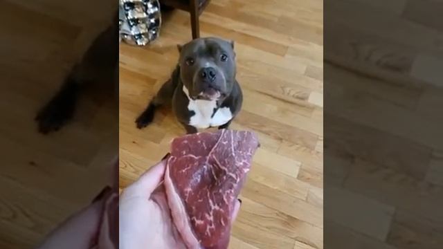 Какой умный песель