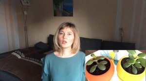 Денежное дерево. Почему сохнут и опадают листья