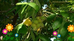 Орех зибольда Зибольда. Краткий обзор, описание характеристик juglans mandshurica