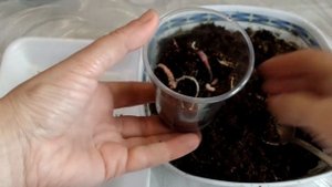 Высадка ризом (корневищ ) колерии после зимнего покоя