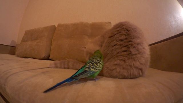 Любопытный волнистый попугай наблюдает как умывается кот ヅ смотреть онлайн