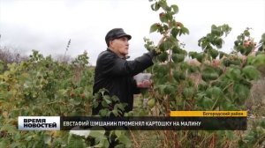 Поздняя малина - в Богородском районе продолжают собирать сладкую ягоду