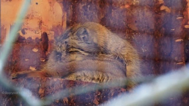 Манул Намика: чистить шубку - очень ответственное дело. Ленинградский зоопарк смотреть онлайн