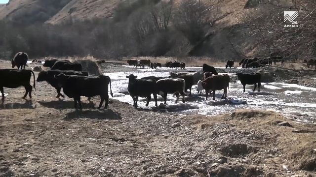 Буйволы успешно обосновались в Малокарачаевском районе