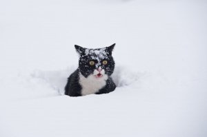 как только увидел снег ...