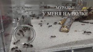 Муравьи у меня на полке #1