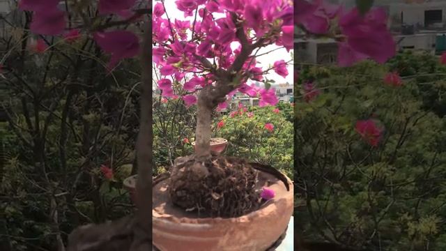 #Purple #bougainvillea #exposed_roots  #bonsai