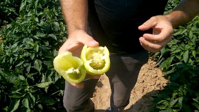 Опыт выращивания перца Иветта от Энза Семена.