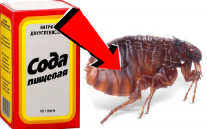 Как избавиться от блох у кошек За 3 Секунды!