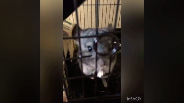 Биография шиншилл)!! 🐭😍❤️😘 смотреть онлайн