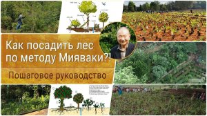 Как посадить лес по методу Мияваки?!