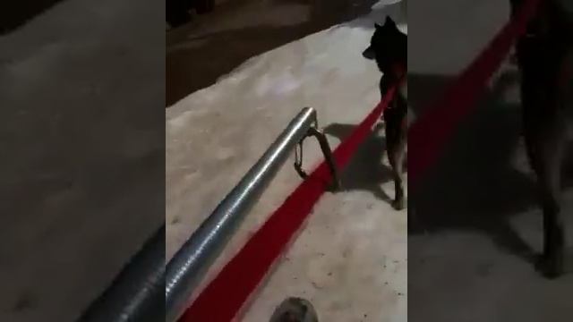 Bikejoring with Muruk смотреть онлайн