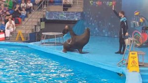 Сочи парк.Дельфинарий.Часть 1.