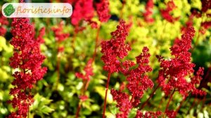 ? Виды и сорта астильбы садовой