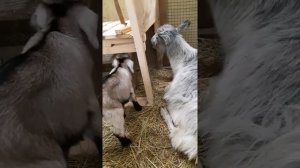 Выпадает матка у козы до родов!