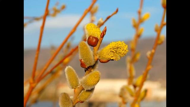 Звуки природы для медитации | Видео для души смотреть онлайн