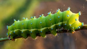 15 мая / Сколько ног у гусеницы?