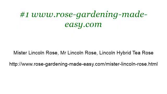 Information On Mr. Lincoln Roses смотреть онлайн