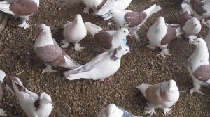 Чебаркули ломова с 5 12 20