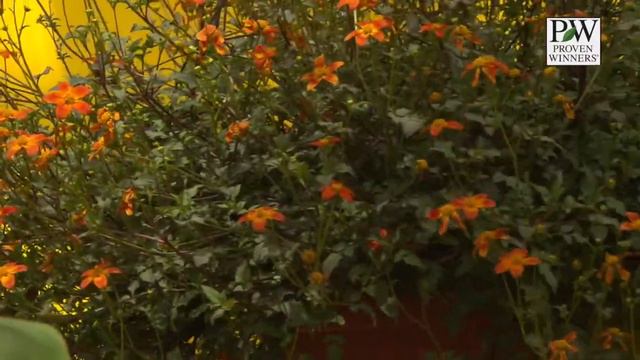 (I) TOP Sunrise Star RP смотреть онлайн