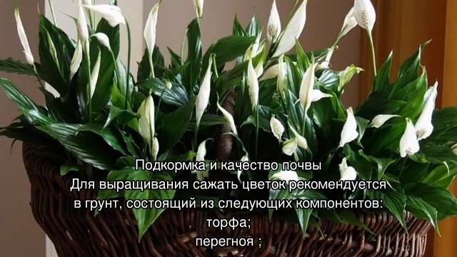 Спатифиллум — уход в домашних условиях смотреть онлайн