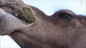 верблюд ест кактусы!
