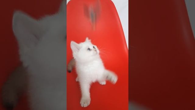Британский котенок, золотая шиншилла пойнт - Афродита Алвана Голд