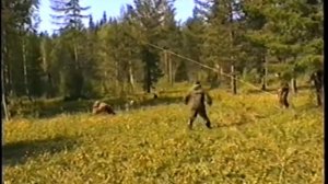 Юркая как мышь карельская лайка. Испытания по медведю.