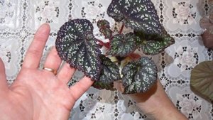 Новинки бегоний в моей коллекции DS-Сказка и Mirage.